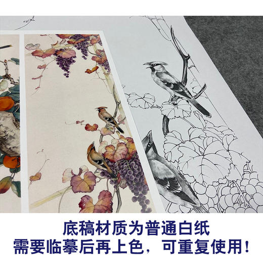 【四条屏】陈军工笔画白描底稿柿子葡萄临摹勾线花鸟线稿CJ63 商品图3