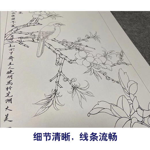【四条屏】李晓明工笔花鸟画白描底稿《花开四时》临摹勾线花鸟线稿KA31 商品图4