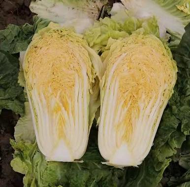 【农场直邮】有机黄金水果白菜|5斤（宋洁农场） 商品图0