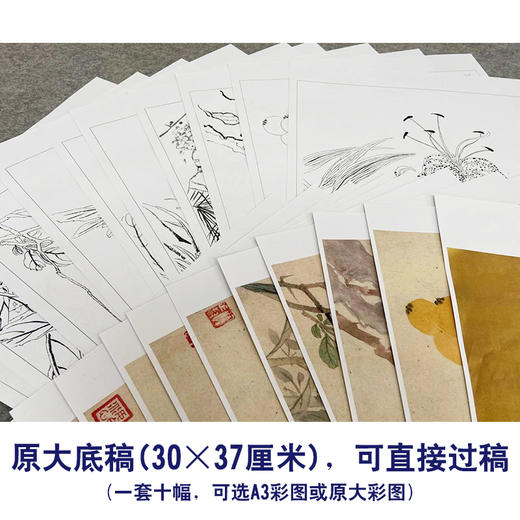 恽寿平没骨工笔花鸟画白描底稿瓯香馆写生小品一套十幅册页尺寸30×37厘米SP90 商品图2