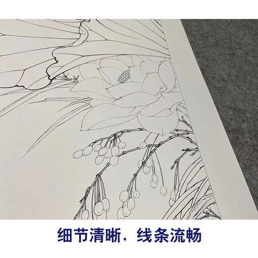 【四条屏】李晓明工笔画白描底稿荷花临摹勾线花鸟线稿选KA33 商品图4