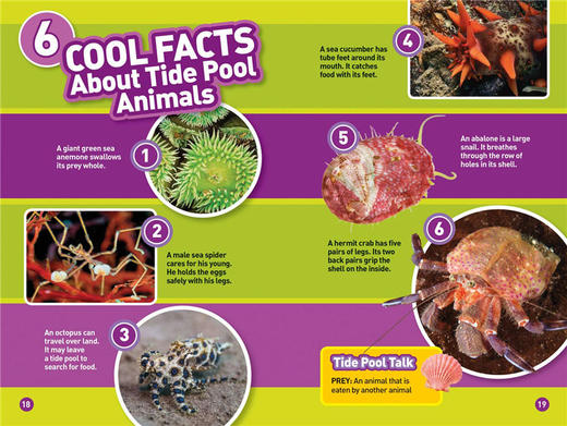 美国国家地理分级阅读读物 潮汐地 英文原版 National Geographic Kids Readers L1 Tide Pools 英文版 进口英语书籍 商品图2