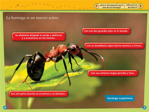 美国国家地理分级阅读读物 英文原版 National Geographic Kids Readers L1 Las Hormigas 少儿科普百科 英文版 进口书 商品图1