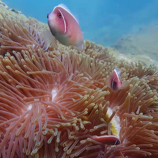 海南三亚·亚龙湾西排远海潜水一日游(纯玩2人精致小团+专属司导+一龄接送） 商品图3