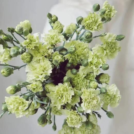 花农 多头康乃馨挑色各色都有，点击进入 商品图5