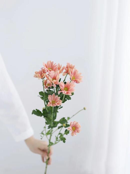 三文鱼小雏菊【智者不入爱河，遇你难做智者】简小姐精选 新品 小雏菊三文鱼1束 2束包邮 下单后5天内发货 商品图3