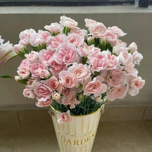 花农 多头康乃馨挑色各色都有，点击进入 商品图4