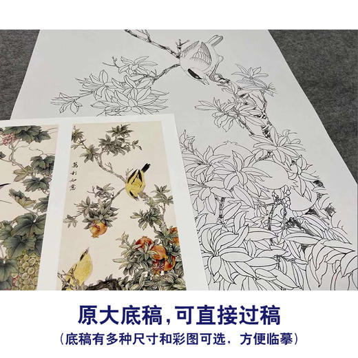 【四条屏】陈军工笔画白描底稿石榴葡萄临摹勾线花鸟线稿CJ67 商品图1