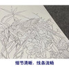 【四条屏】工笔画白描底稿鹦鹉临摹勾线花鸟线稿TP03 商品缩略图4