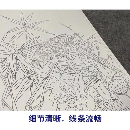 【四条屏】工笔画白描底稿鹦鹉临摹勾线花鸟线稿TP03 商品图4