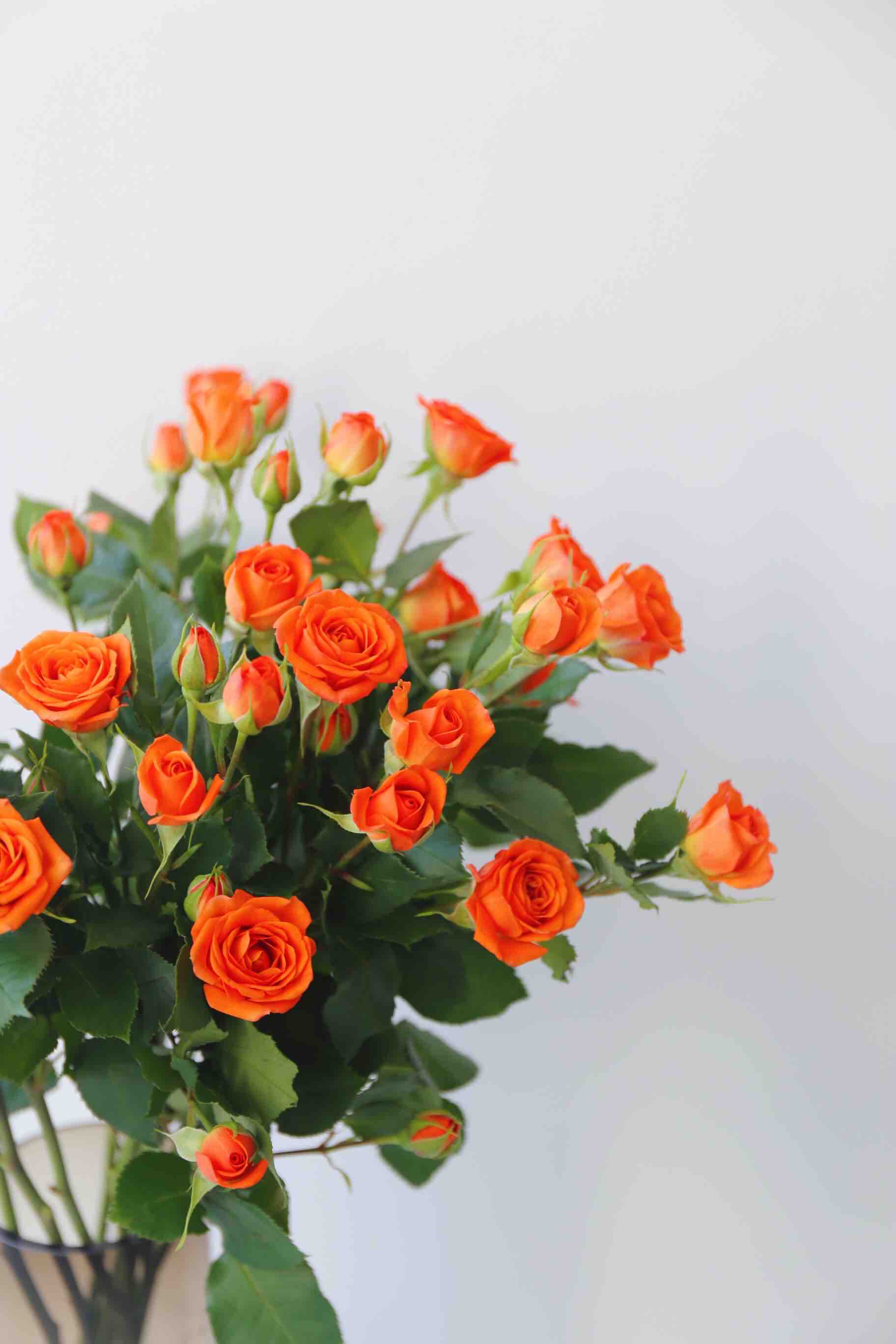 冬季瓶养花单品【橙色芭比】