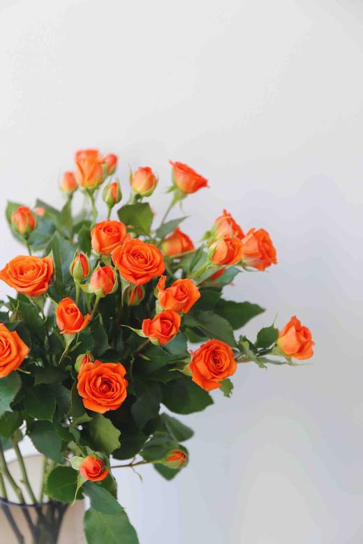 本周花事橙色芭比多头玫瑰橙色5支28元不含花瓶提货时间4月22日4月24