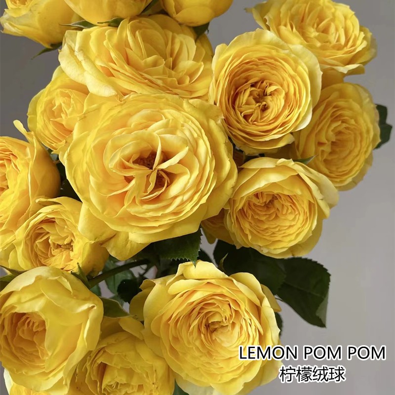 肯尼亚花园玫瑰 lemon pom pom柠檬绒球 6支多头