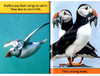 美国国家地理分级读物 海雀 英文原版 National Geographic Kids pre-Readers Puffins 科普百科 英文版 进口英语书籍 商品缩略图1