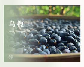 乌榄 ——七溪地最古老的芳香植物之一 | 植物小课堂003