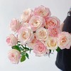 霓裳玫瑰【一曲霓裳尽，天涯同归永不离】简小姐精选 新品 玫瑰霓裳9+1枝(防花损）2件包邮 下单后3天内发货 商品缩略图4