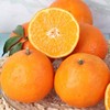爱媛果冻橙 商品缩略图4