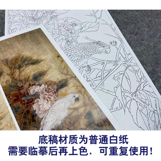 【四条屏】工笔画白描底稿鹦鹉临摹勾线花鸟线稿TP03 商品图3