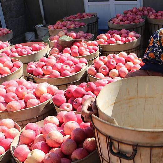 新品上市 正宗 山东 烟台精品红富士 精品85++特大圣诞平安果礼 商品图6