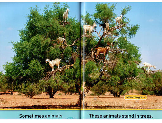 美国国家地理分级读物 奇怪的动物 英文原版 National Geographic Kids pre-Readers Odd Animals 英文版 进口英语书籍 商品图2