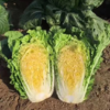 【农场直邮】有机黄金水果白菜|5斤（宋洁农场） 商品缩略图1