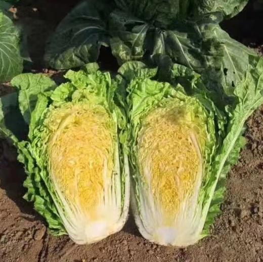 【农场直邮】有机黄金水果白菜|5斤（宋洁农场） 商品图1