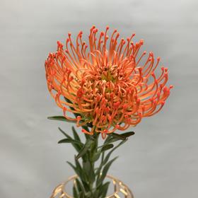 进口-针垫（红色）