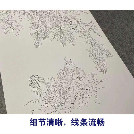 【四条屏】周中耀工笔画白描底稿牵牛花临摹勾线花鸟线稿TP33 商品图4
