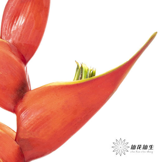 配花 ｜ 蟹钳【如有瑕疵 不售后 介意勿拍】 商品图1