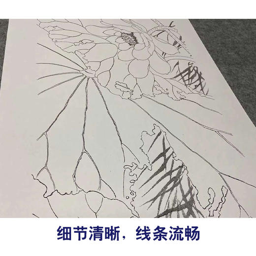 【四条屏】龚雪青工笔画白描底稿荷花鲤鱼图临摹勾线花鸟线稿XQ69 商品图4