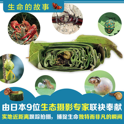 【直播专享·3-8岁】生命的故事30册礼盒装 日本著名昆虫摄影纪实绘本 赠送伴读音频 商品图4