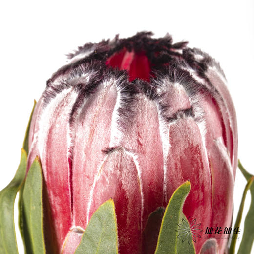 杨月季花材 ｜ 公主红宝石 商品图3