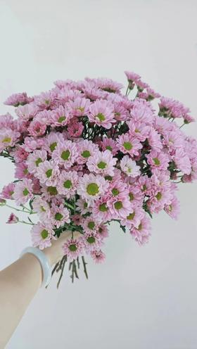 【周四团购】罗西粉小雏菊39.8元 2人拼团