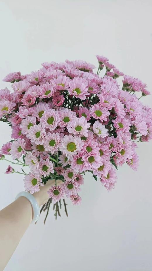 【周四团购】罗西粉小雏菊39.8元 2人拼团 商品图0