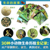 【直播专享·3-8岁】生命的故事30册礼盒装 日本著名昆虫摄影纪实绘本 赠送伴读音频 商品缩略图2