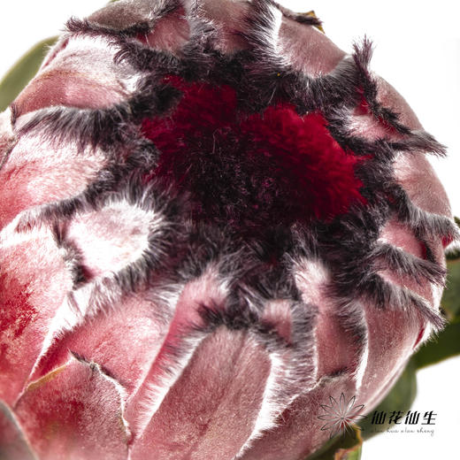 杨月季花材 ｜ 公主红宝石 商品图1