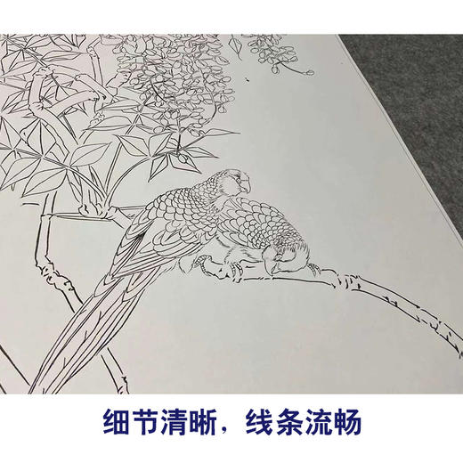 【四条屏】工笔画白描底稿鹦鹉临摹勾线花鸟线稿TP07 商品图4