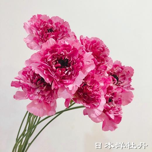 日本 charlotte夏洛特洋牡丹 5支 商品图0