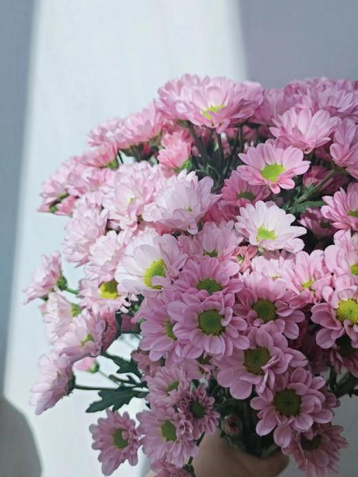 【周四团购】罗西粉小雏菊39.8元 2人拼团 商品图2