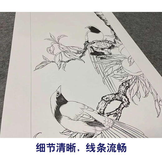 【四条屏】工笔画白描底稿柿子桃枝临摹勾线花鸟线稿TP16 商品图4