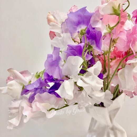 日本进口花材香豌豆10支 商品图6