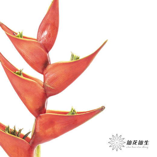 配花 ｜ 蟹钳【如有瑕疵 不售后 介意勿拍】 商品图2