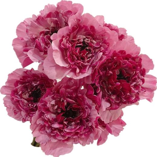 日本 charlotte夏洛特洋牡丹 5支 商品图4