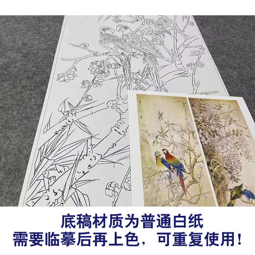 【四条屏】工笔画白描底稿鹦鹉临摹勾线花鸟线稿TP07 商品图3