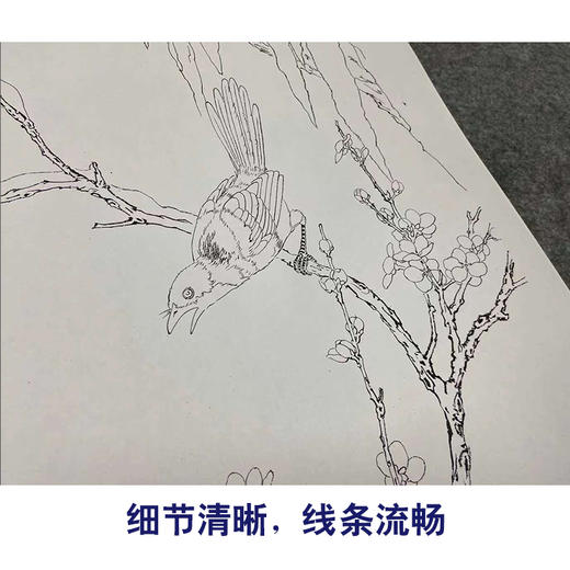 【四条屏】周中耀工笔画白描稿《春夏秋冬》荷花牡丹临摹勾线花鸟线稿TP30 商品图4