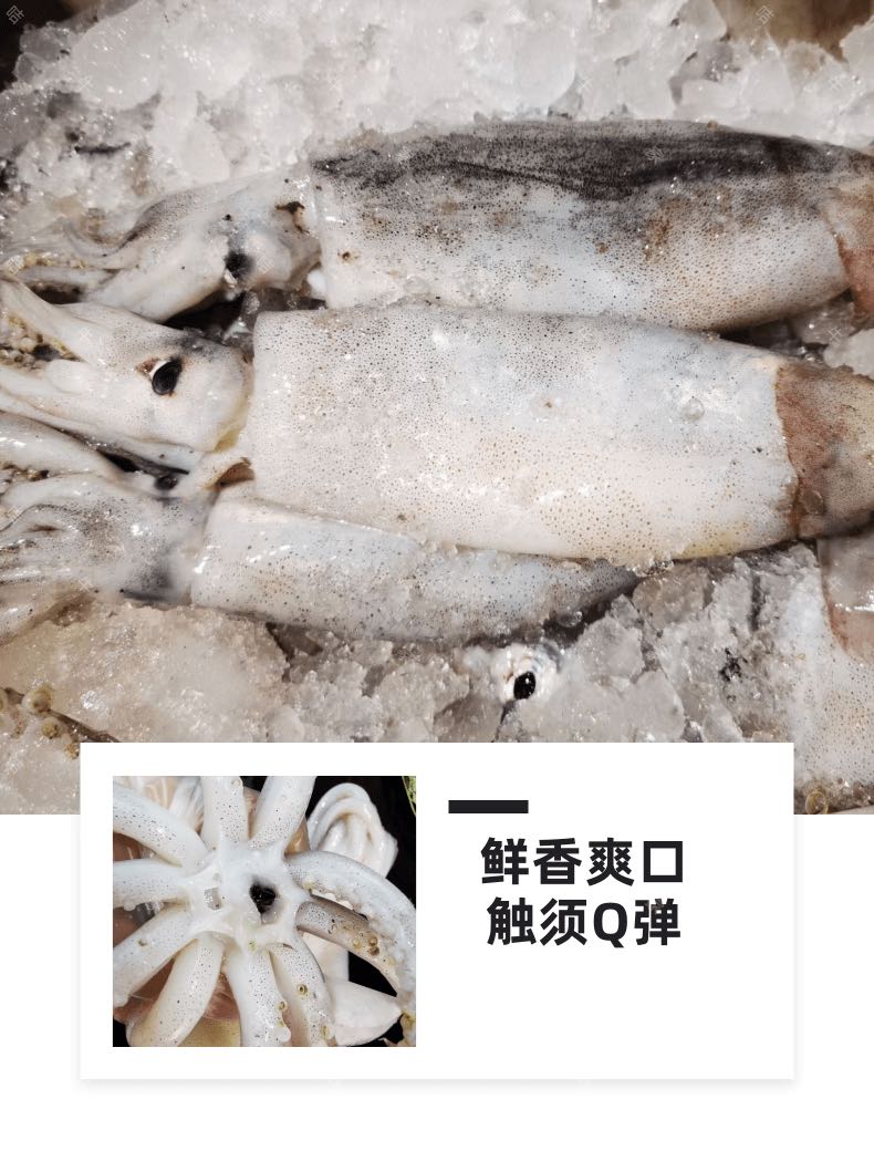 舟山东海海鲜野生非冷冻鱿鱼鲜活大爆头长腿章鱼新鲜八爪鱼3斤装