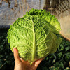 新品种 皱叶甘蓝 叶子皱似白菜 甘蓝口感 适合清炒  口感清脆 400g 商品缩略图3