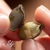 2025年新货 南瓜子（颗粒饱满 皮薄好剥）190g*2罐 商品缩略图1