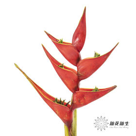 配花 ｜ 蟹钳【如有瑕疵 不售后 介意勿拍】