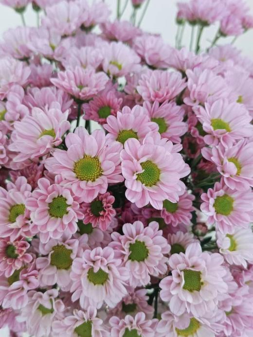 【周四团购】罗西粉小雏菊39.8元 2人拼团 商品图1